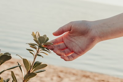 People who hold the green leaves during the day
